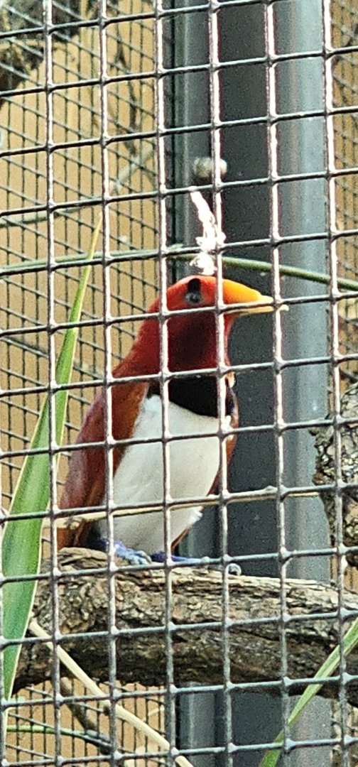 King bird of paradise