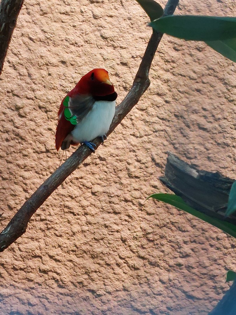 King bird-of-paradise