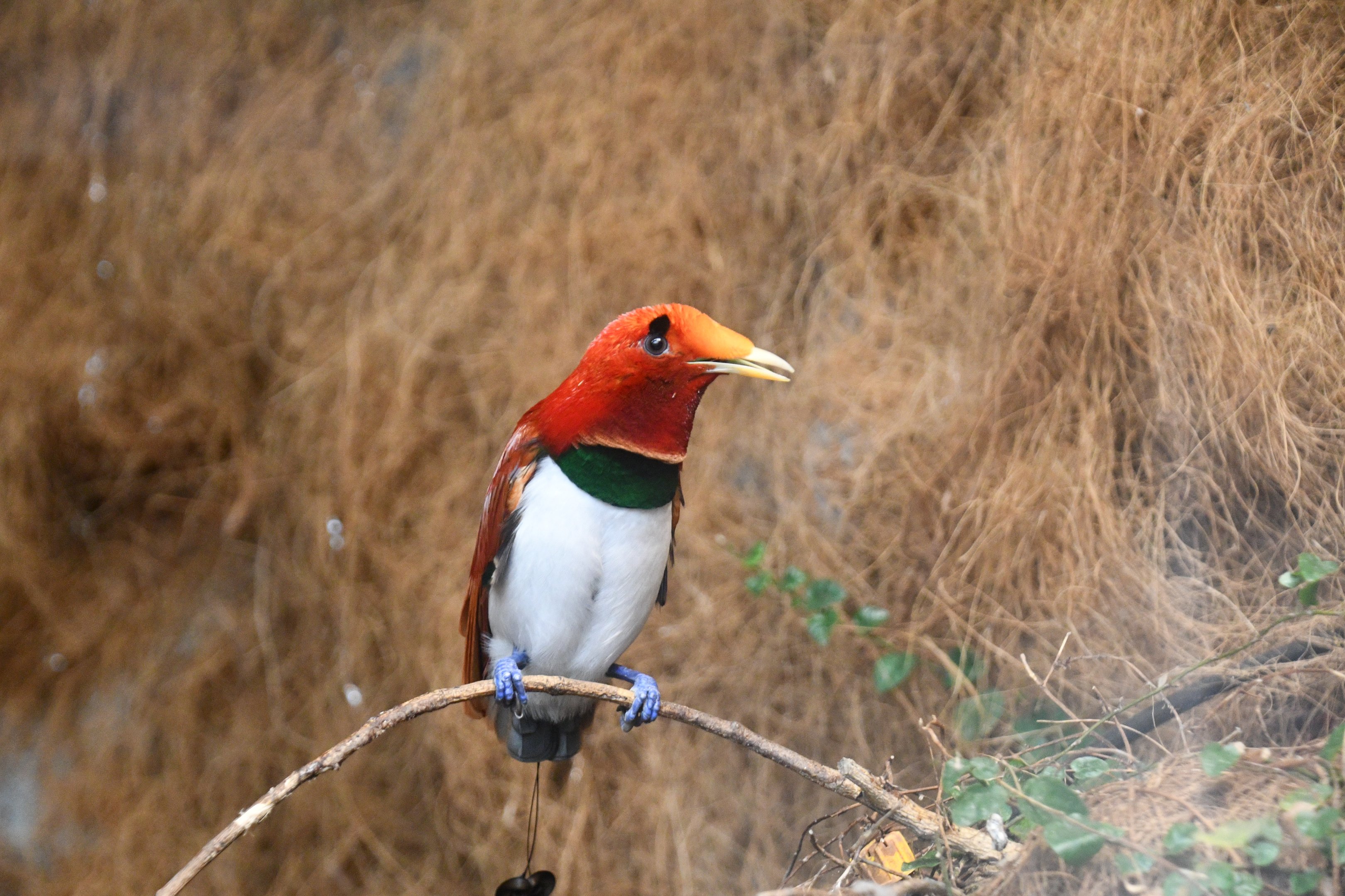 King Bird of Paradise