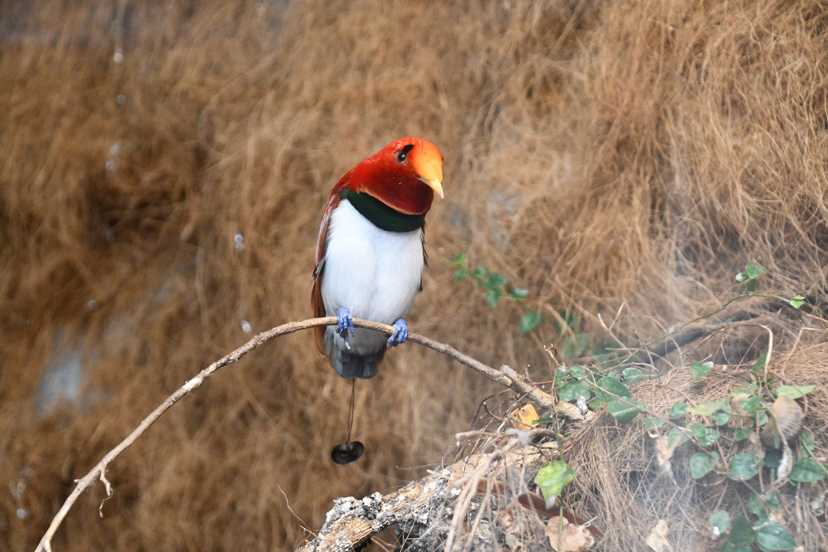 King Bird of Paradise