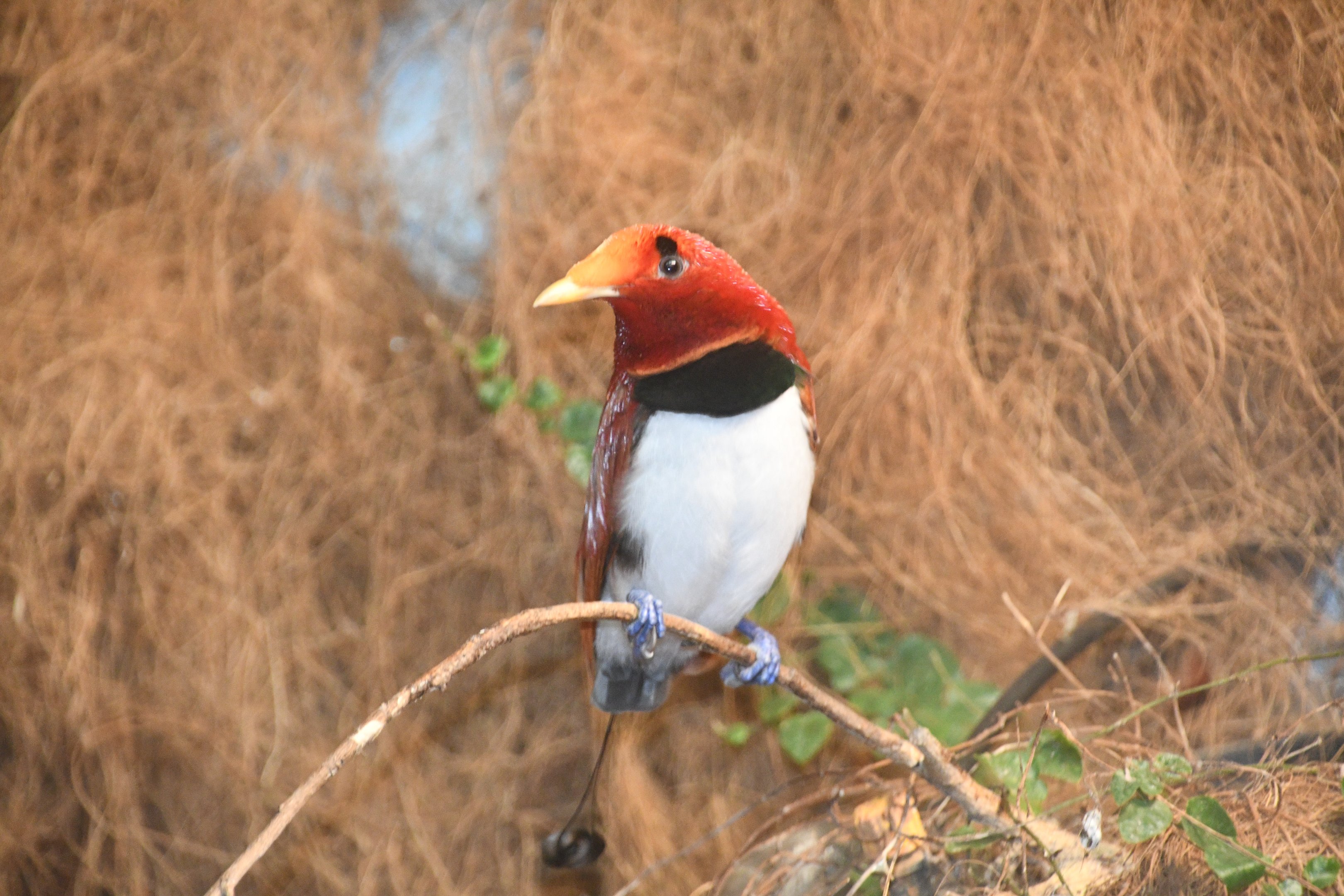 King Bird of Paradise