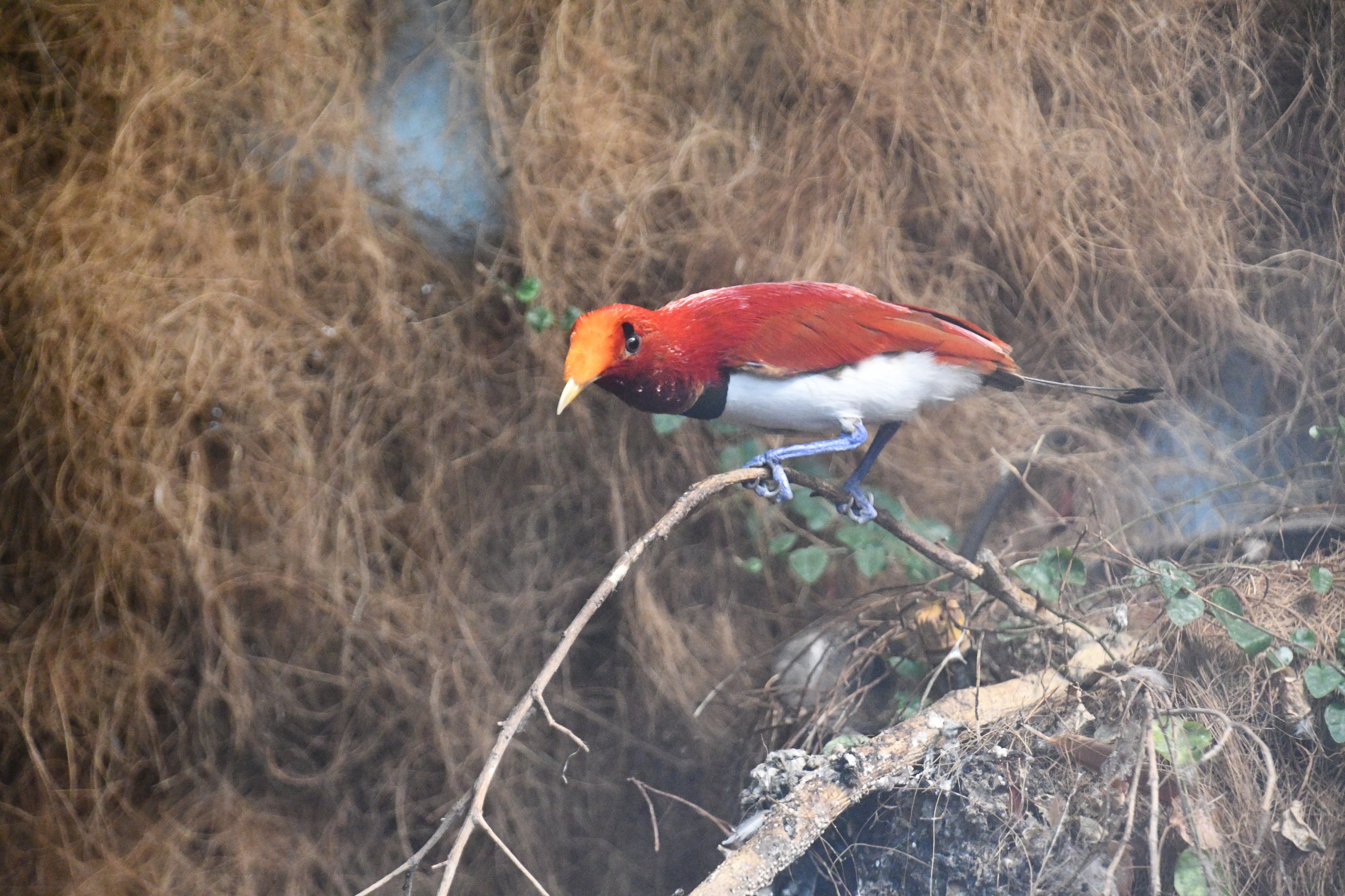 King Bird of Paradise