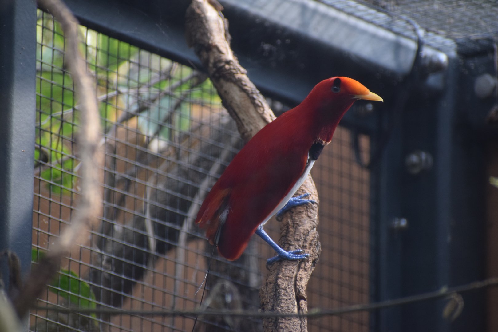 King bird-of-paradise