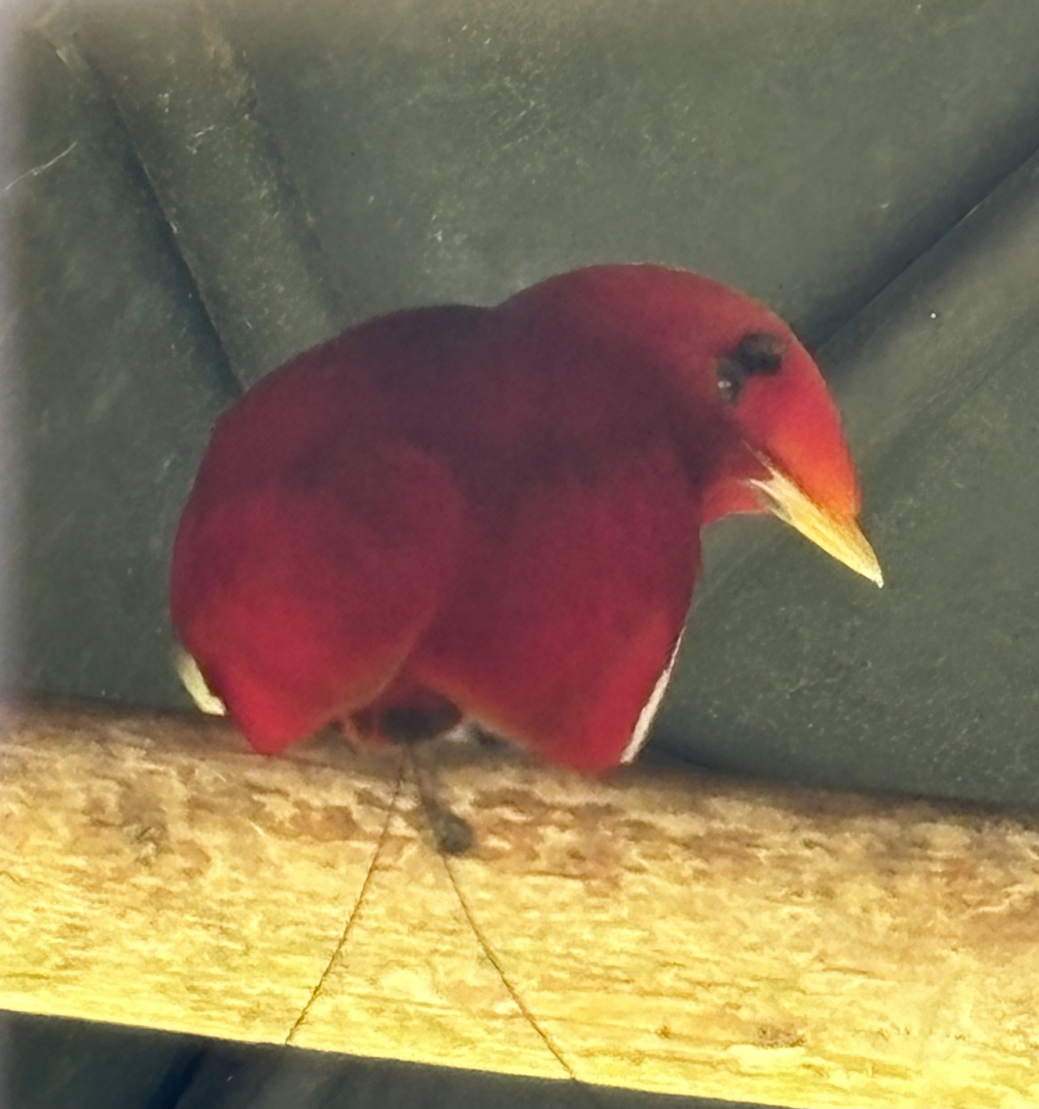 King Bird of Paradise