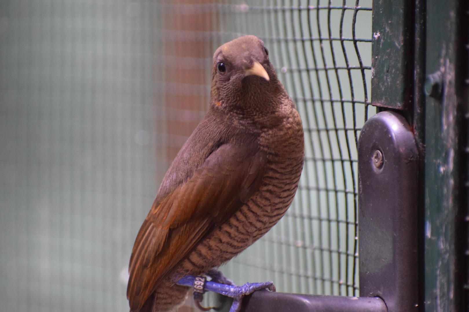 King bird-of-paradise
