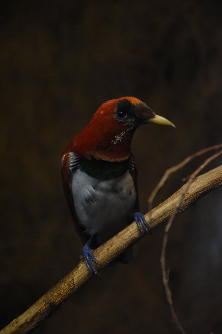 King bird-of-paradise