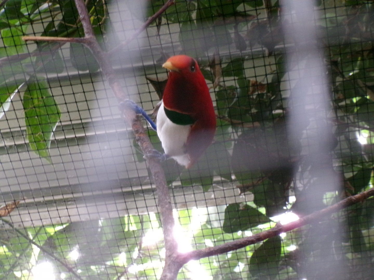 King bird-of-Paradise