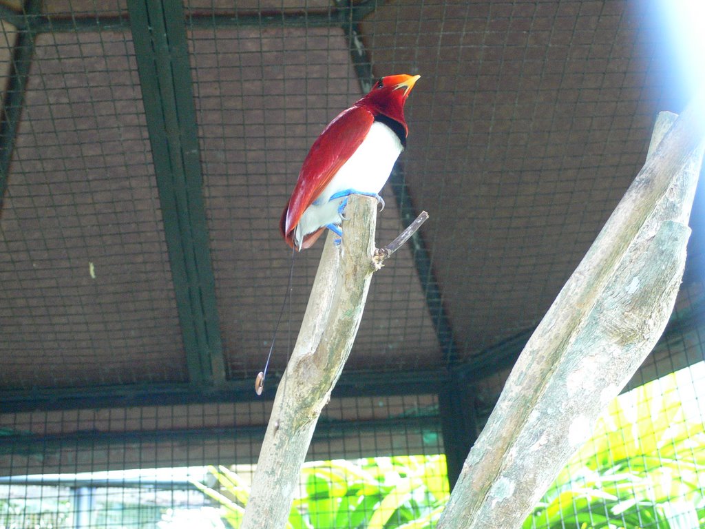 King Bird of Paradise