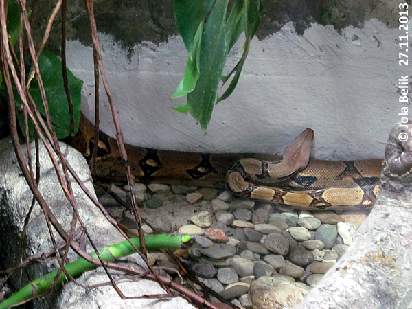 King boa at Zoo Hellbrunn Salzburg
