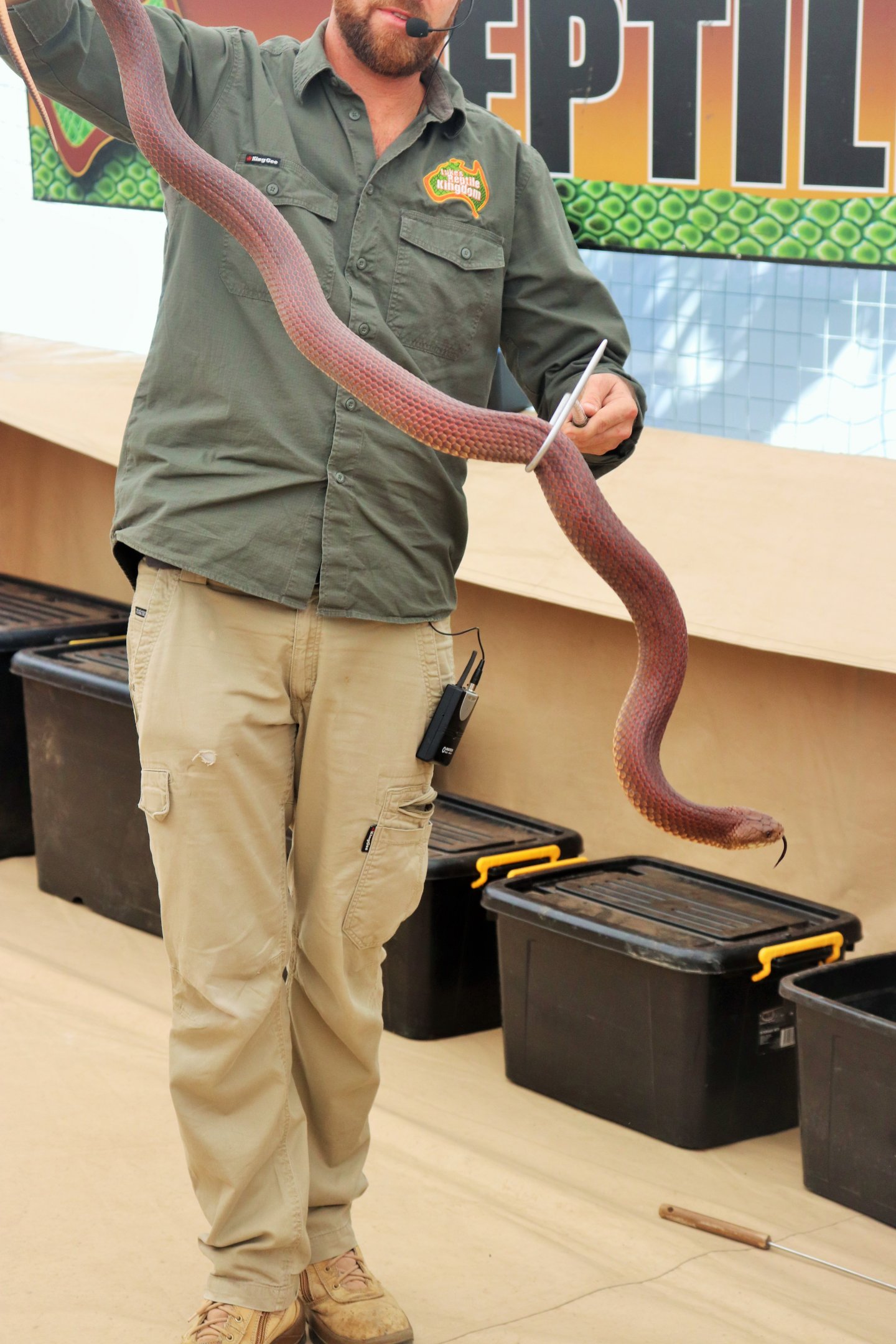 King Brown (Mulga) Snake (Pseudechis australis)