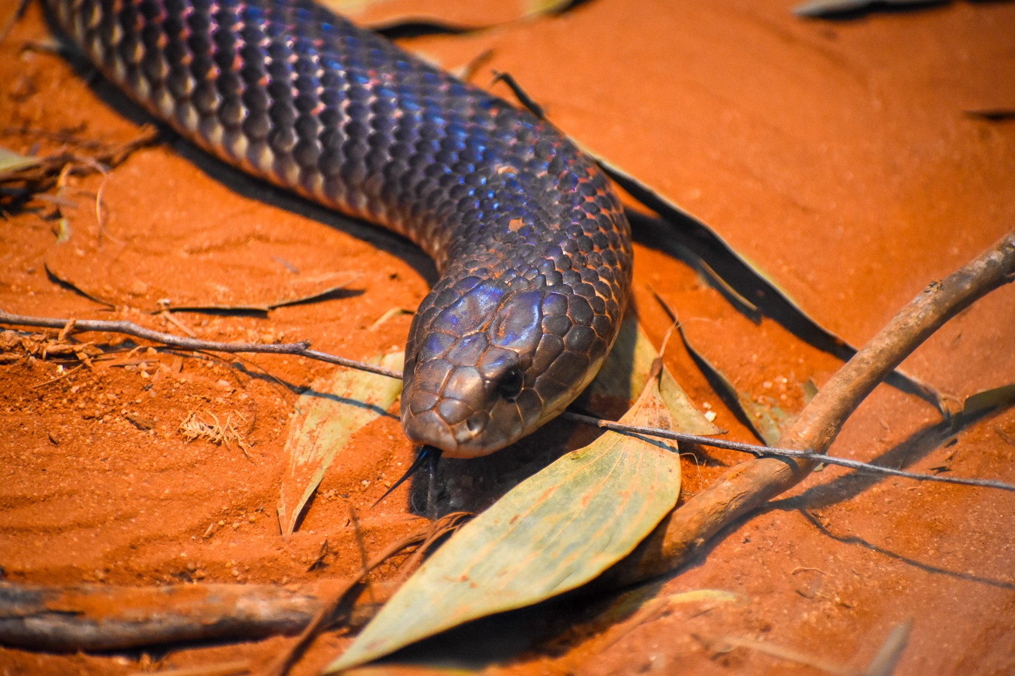 King Brown (Pseudechis australis)