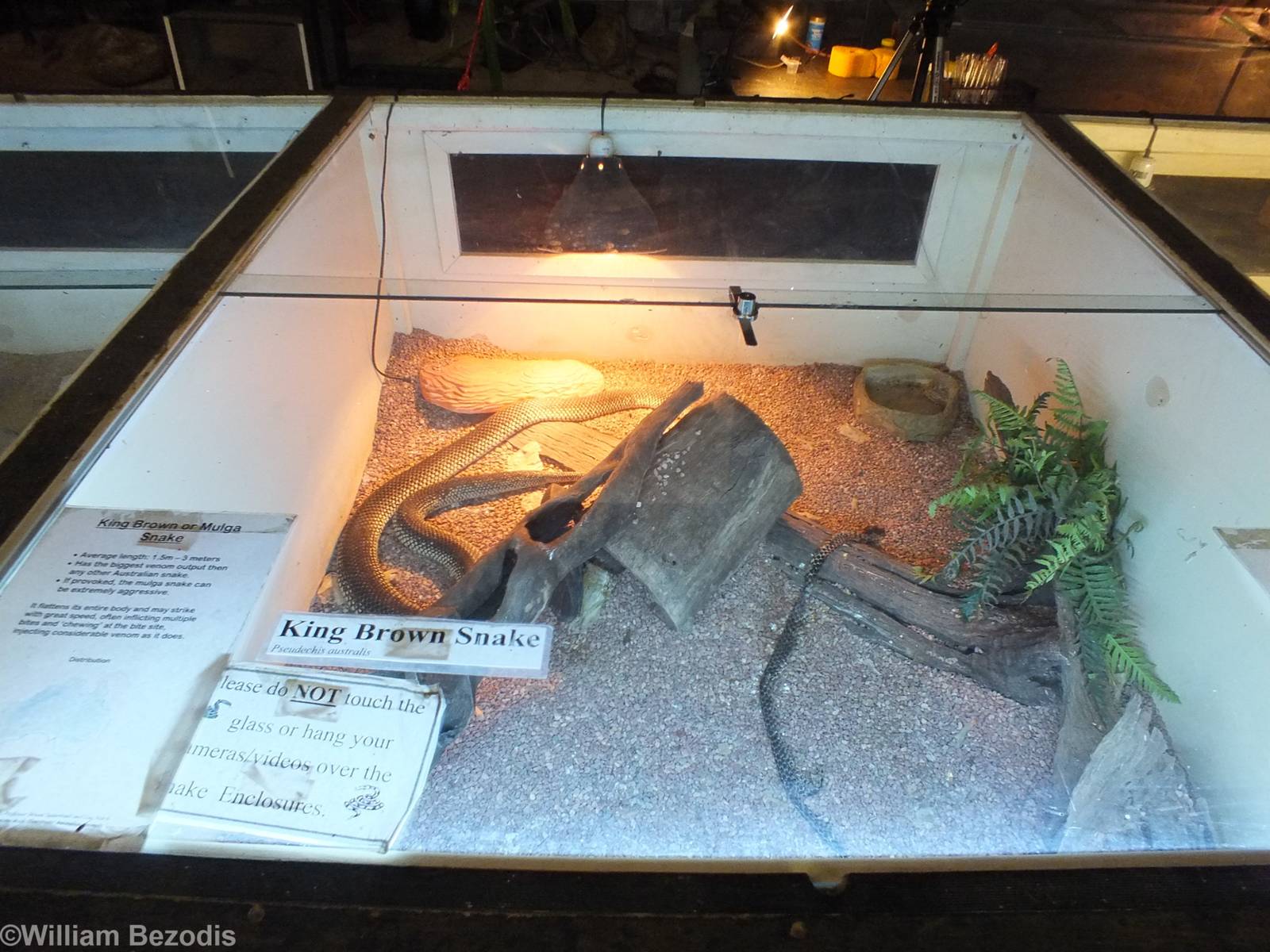 King Brown Snake Enclosure