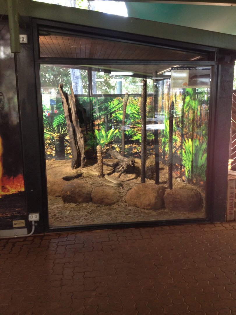 King Brown Snake enclosure
