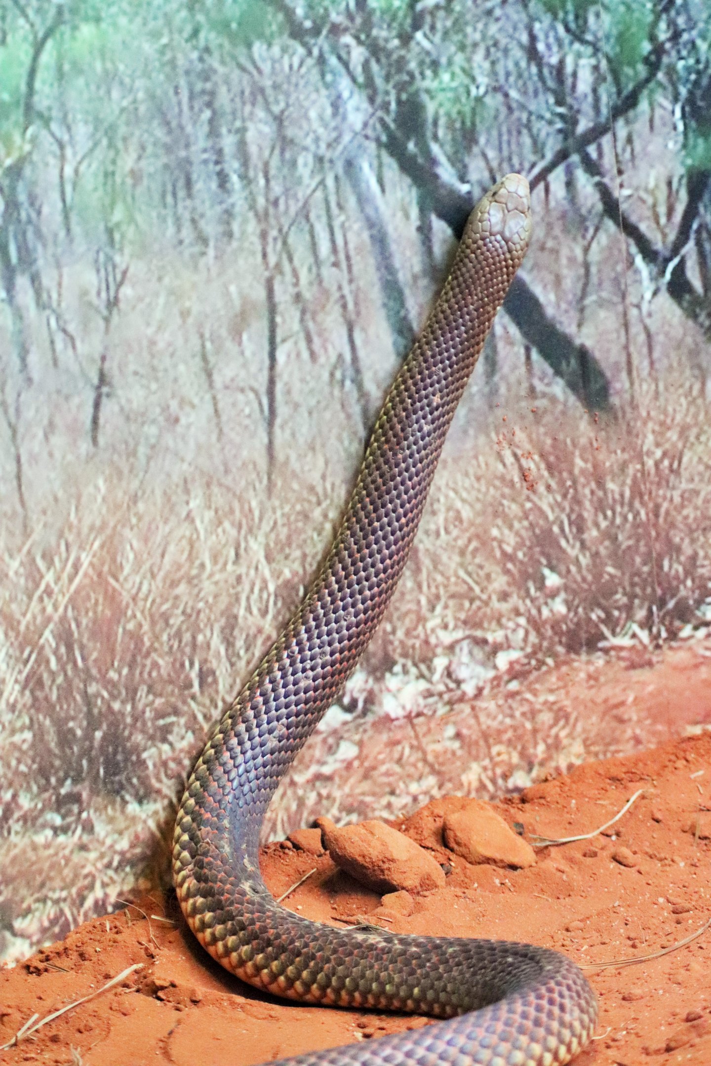 King Brown Snake (Pseudechis australis)
