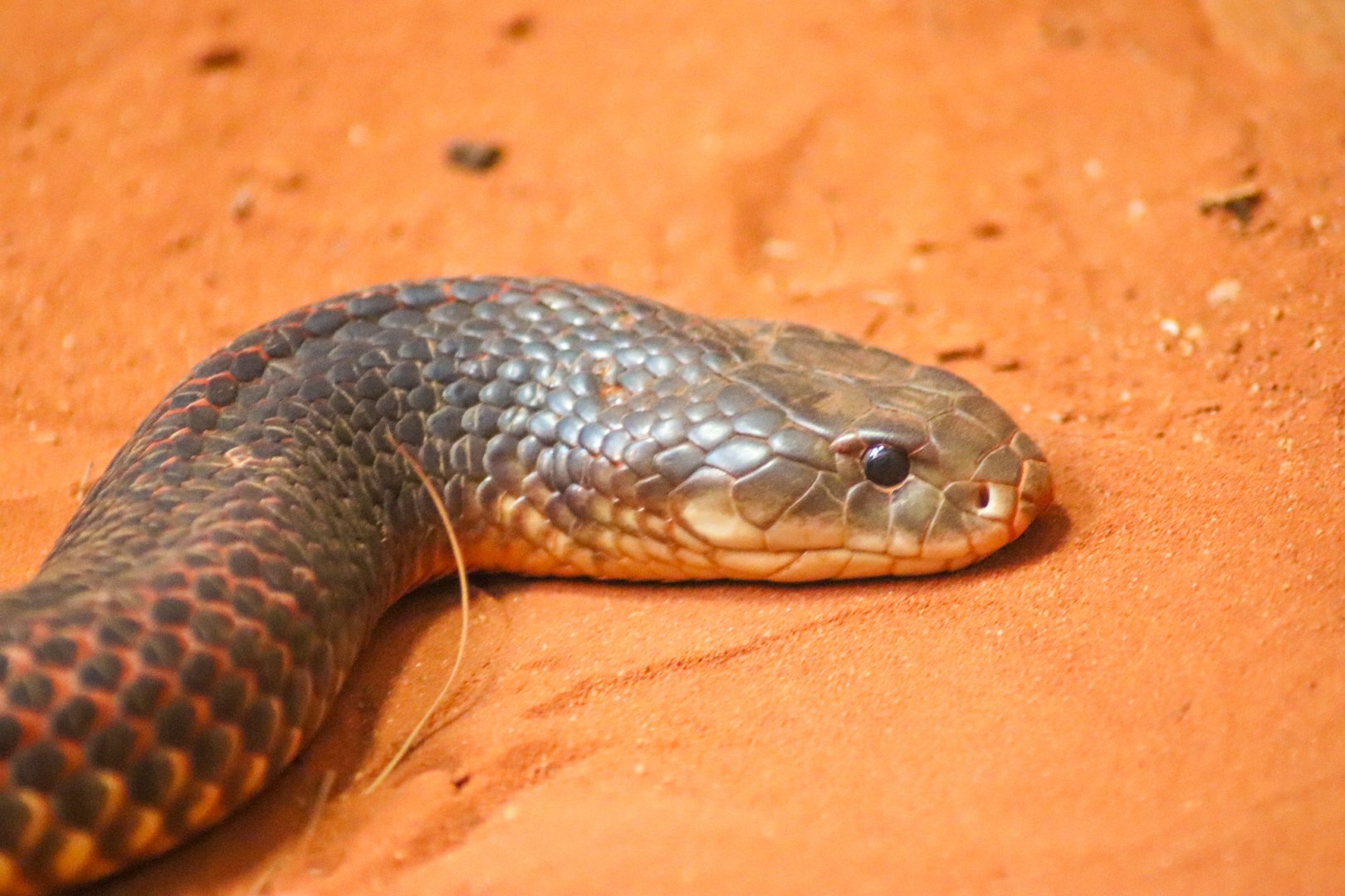 King Brown Snake (Pseudechis australis)