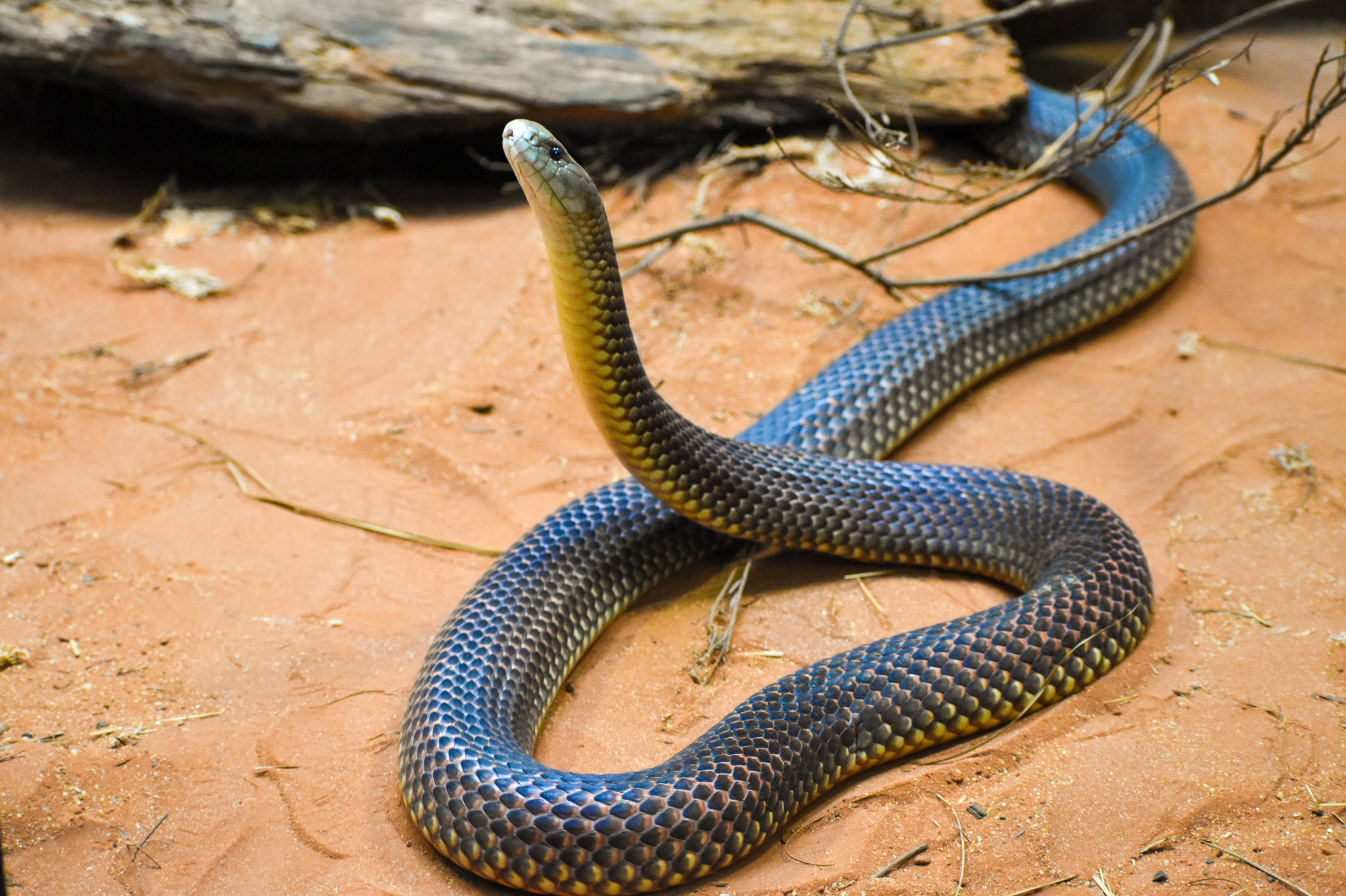 King Brown Snake (Pseudechis australis)