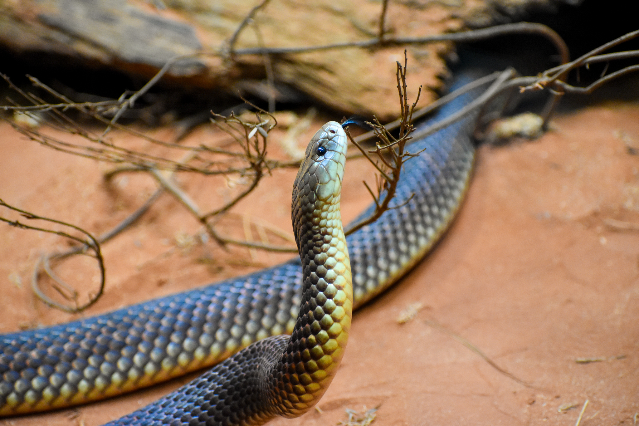 King Brown Snake (Pseudechis australis)