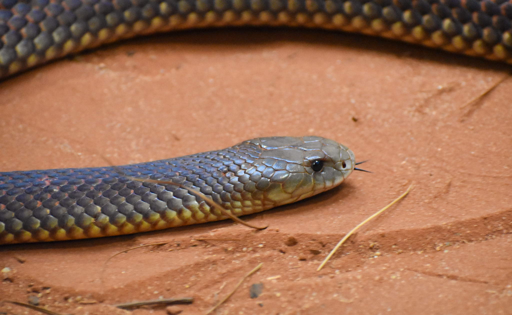 King Brown Snake (Pseudechis australis)
