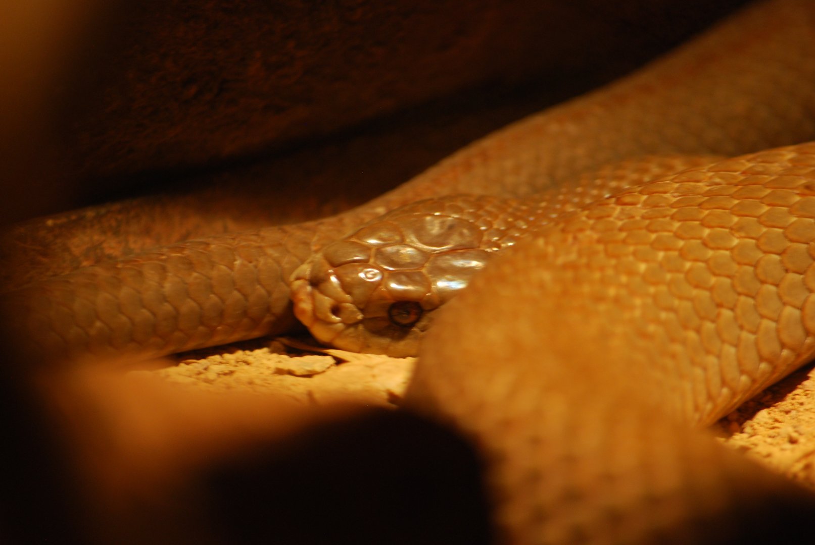 King Brown Snake