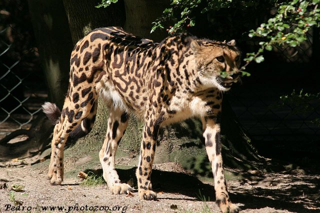 King cheetah (Acinonyx jubatus)