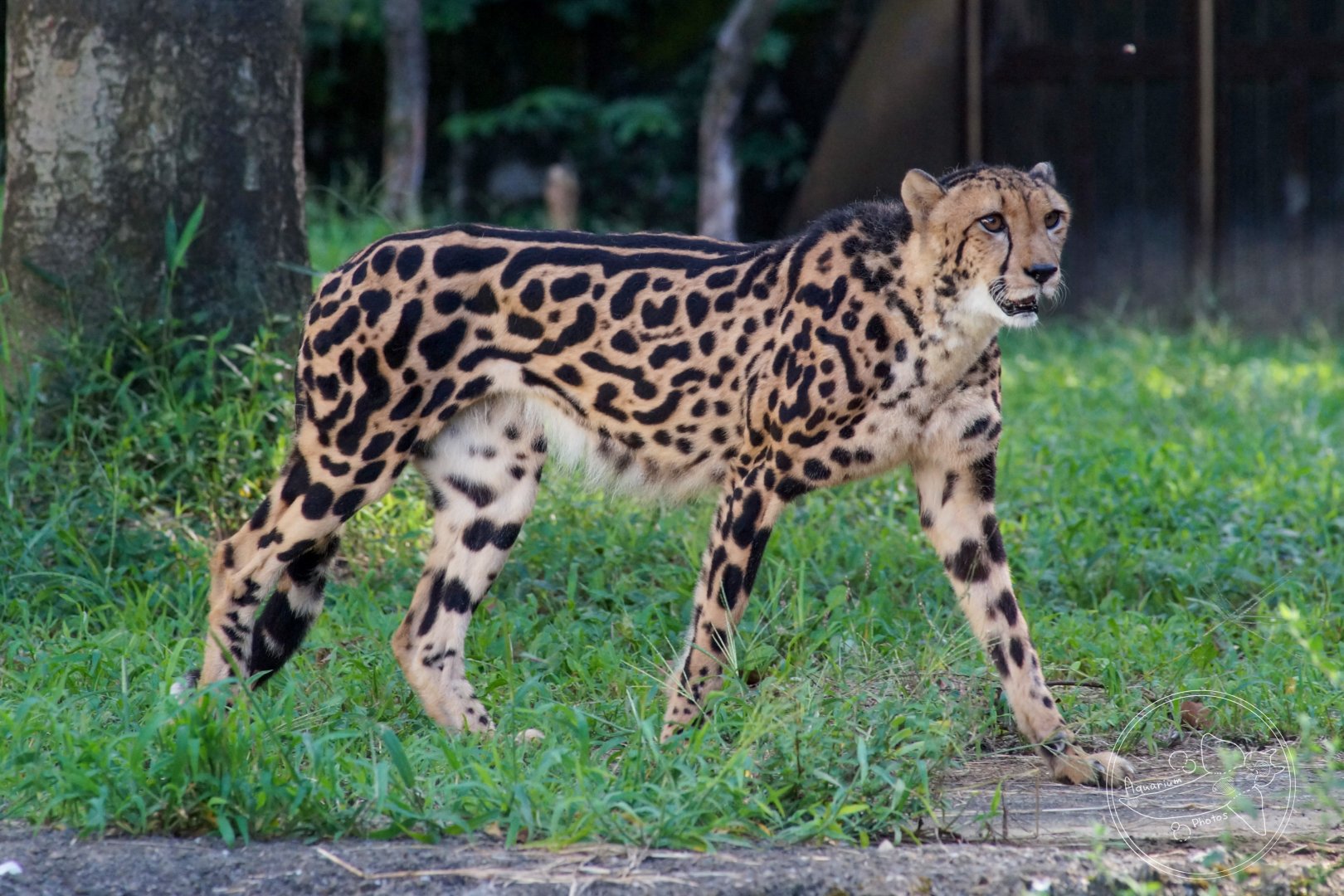 "King" Cheetah (Acinonyx jubatus)