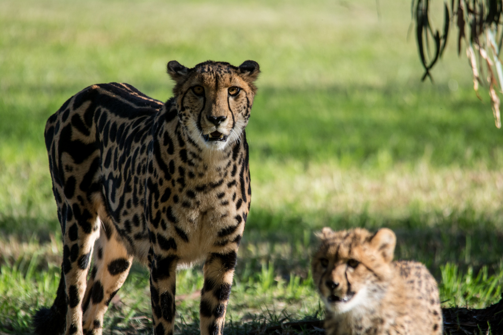 King Cheetah and cub - Taronga Western Plains Zoo visit April 2014