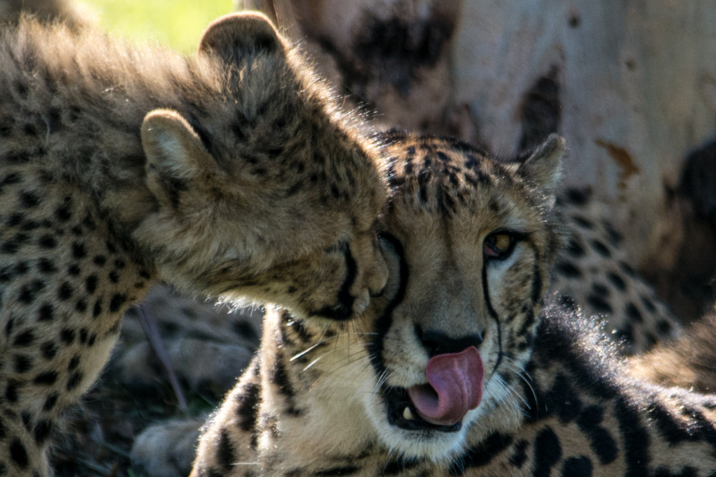 King Cheetah and cub - Taronga Western Plains Zoo visit April 2014