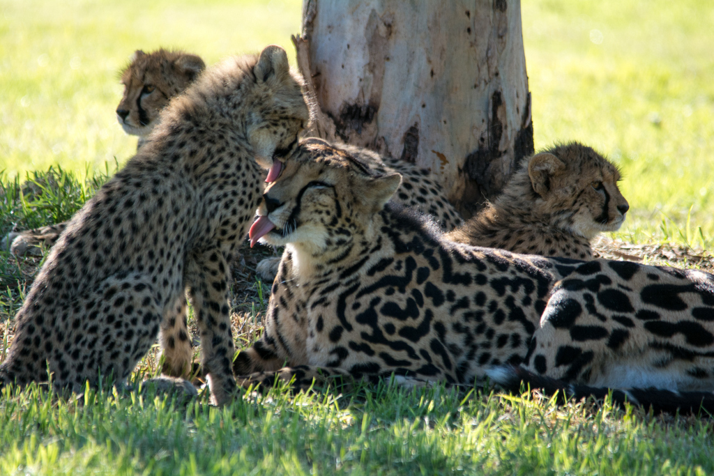 King Cheetah and cubs - Taronga Western Plains Zoo visit April 2014