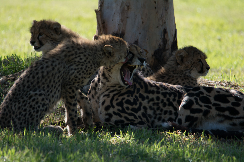 King Cheetah and cubs - Taronga Western Plains Zoo visit April 2014