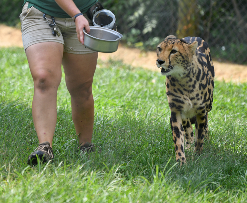 king cheetah being positioned for my photo