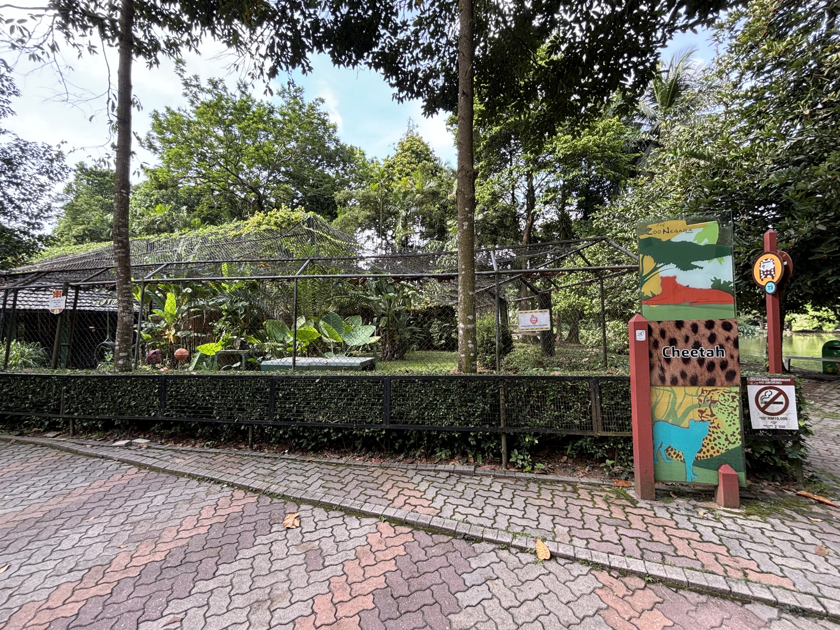 King Cheetah Exhibit