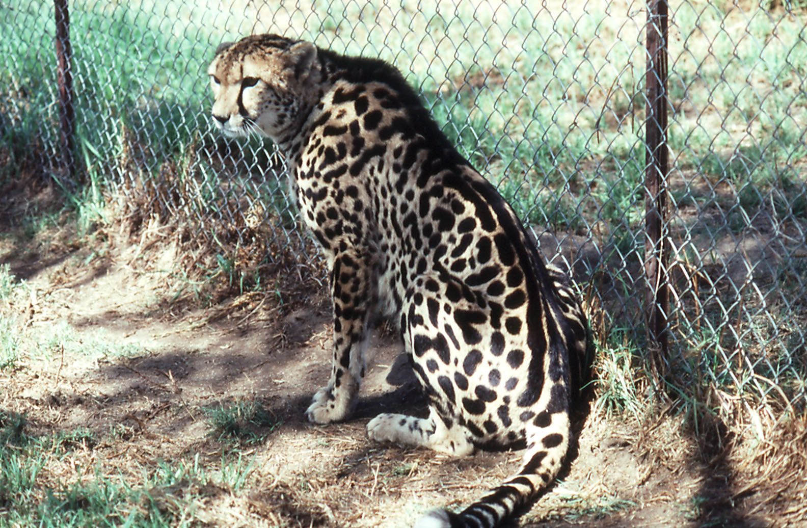 King Cheetah female "Matotsi" - 1992