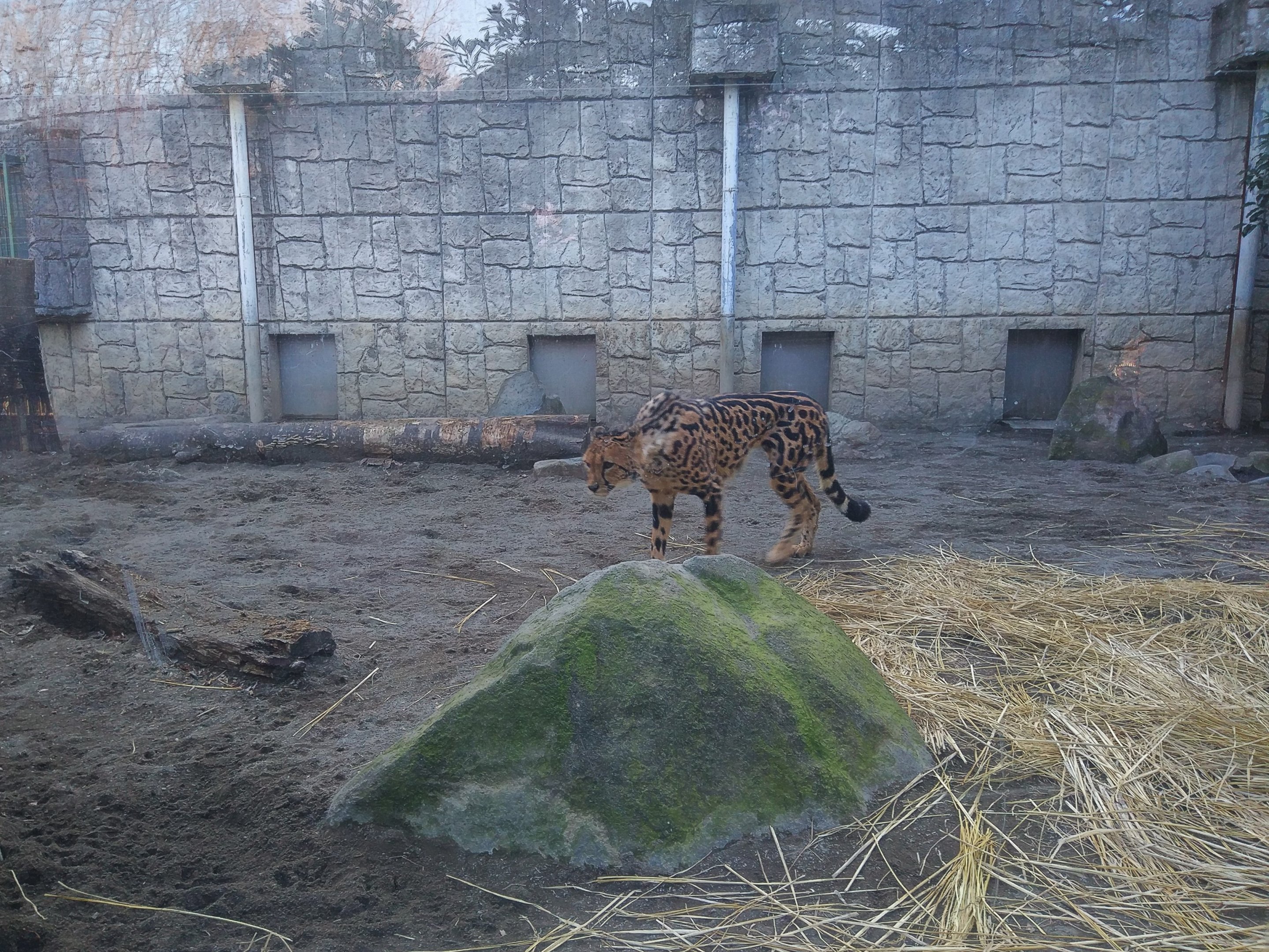 King Cheetah in Small Side Exhibit