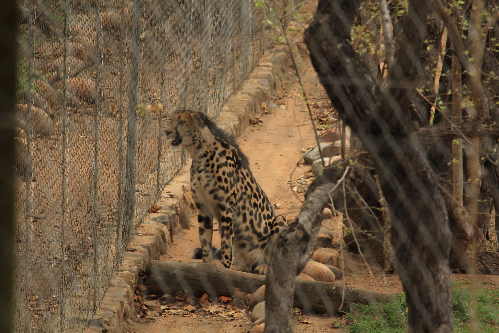 King Cheetah (September 2012)