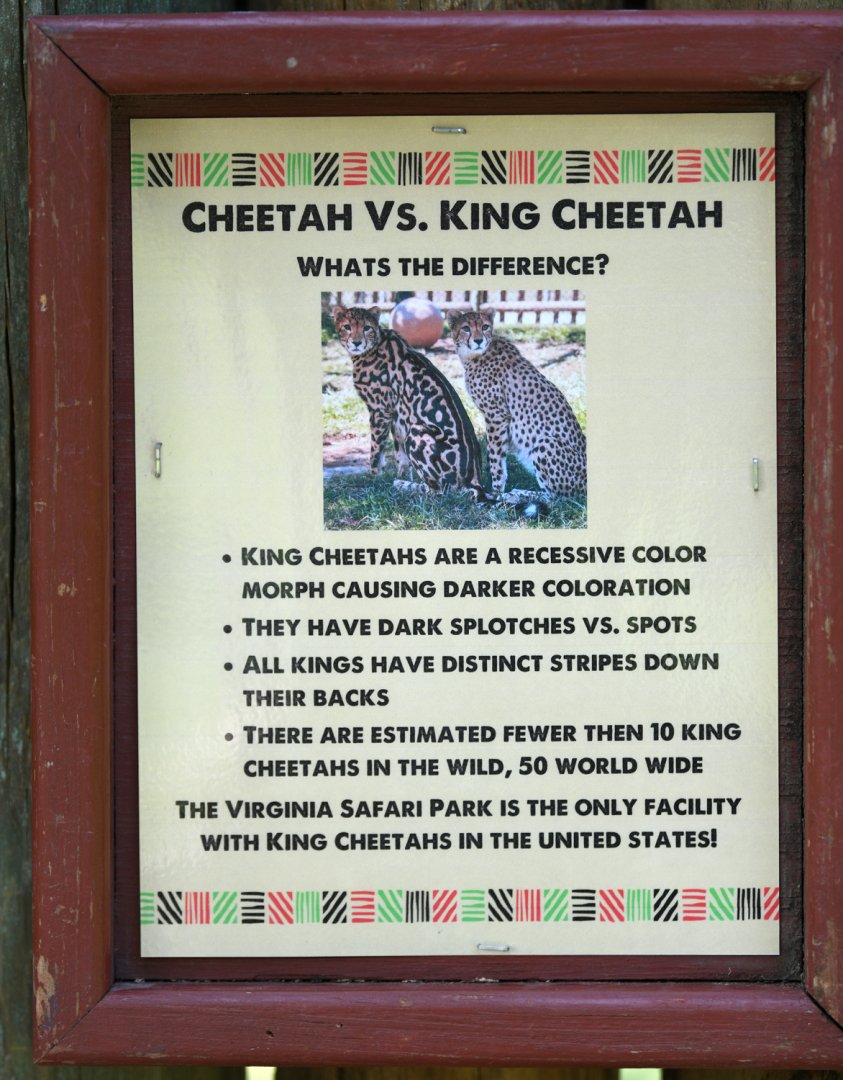 king cheetah sign