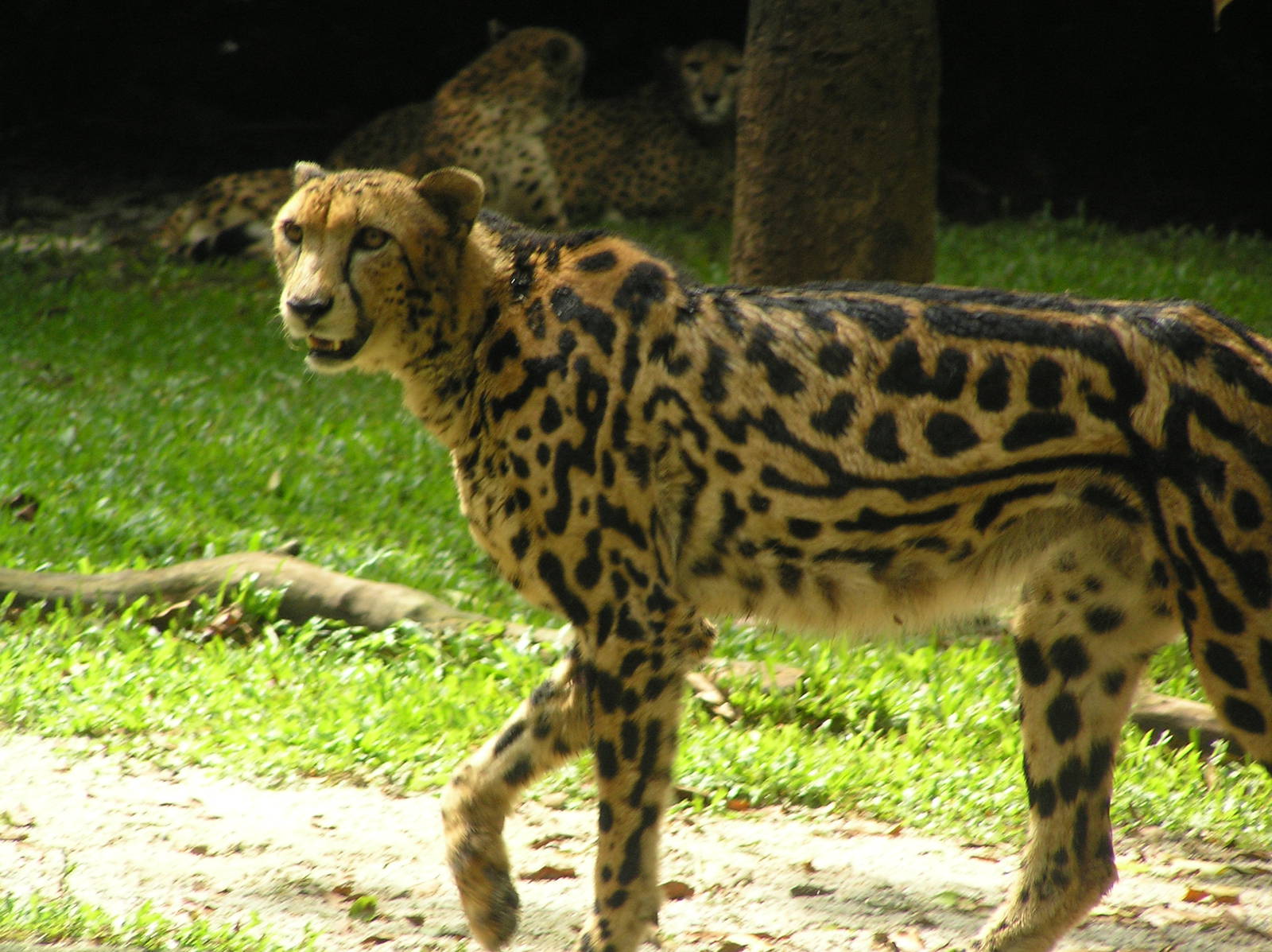 King cheetah - Singapore