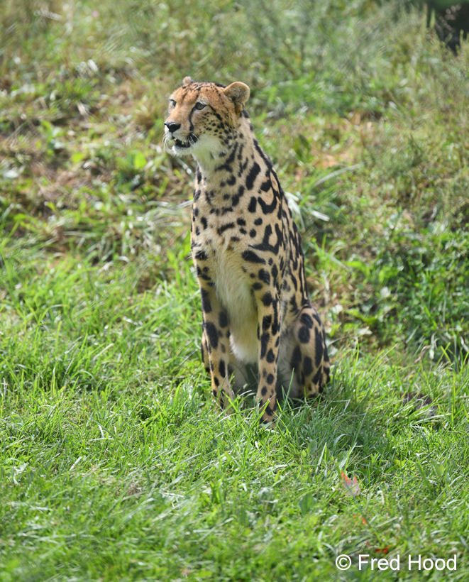 king cheetah Solomon (posed by keepers)