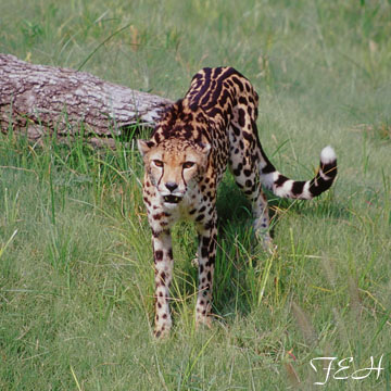 king cheetah
