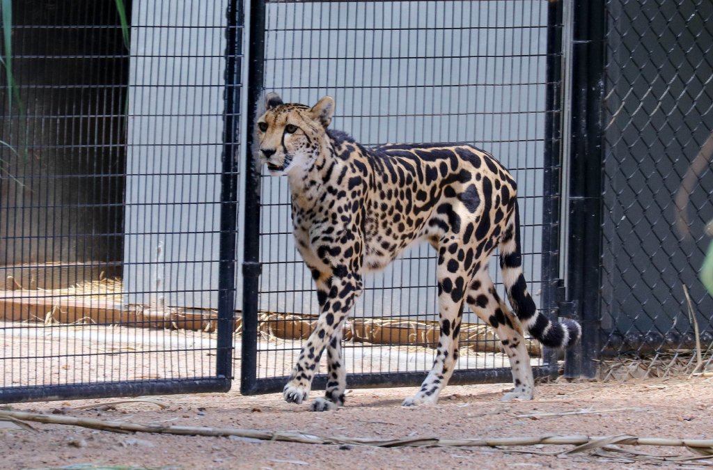 King Cheetah