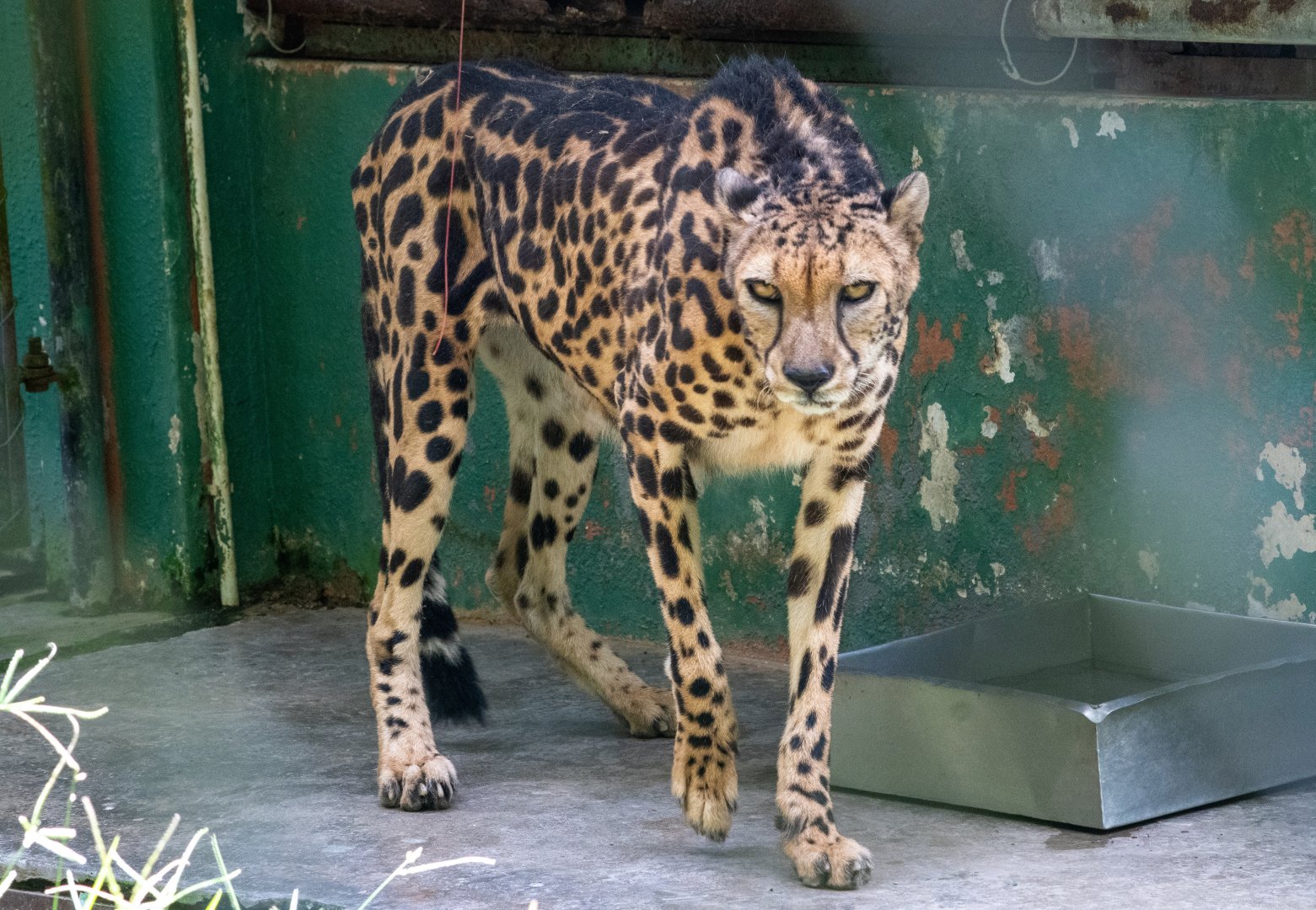 King Cheetah
