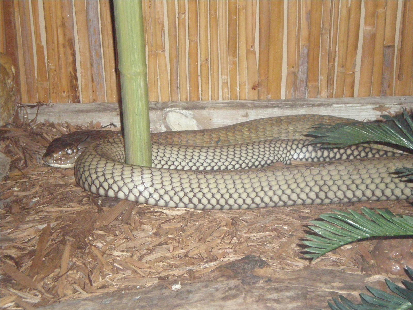 King Cobra- AA JUN08