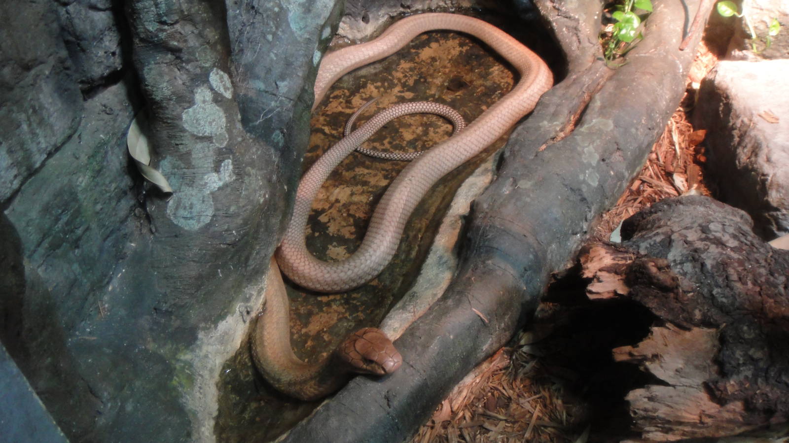 King cobra at Bronx zoo 2014-12-29