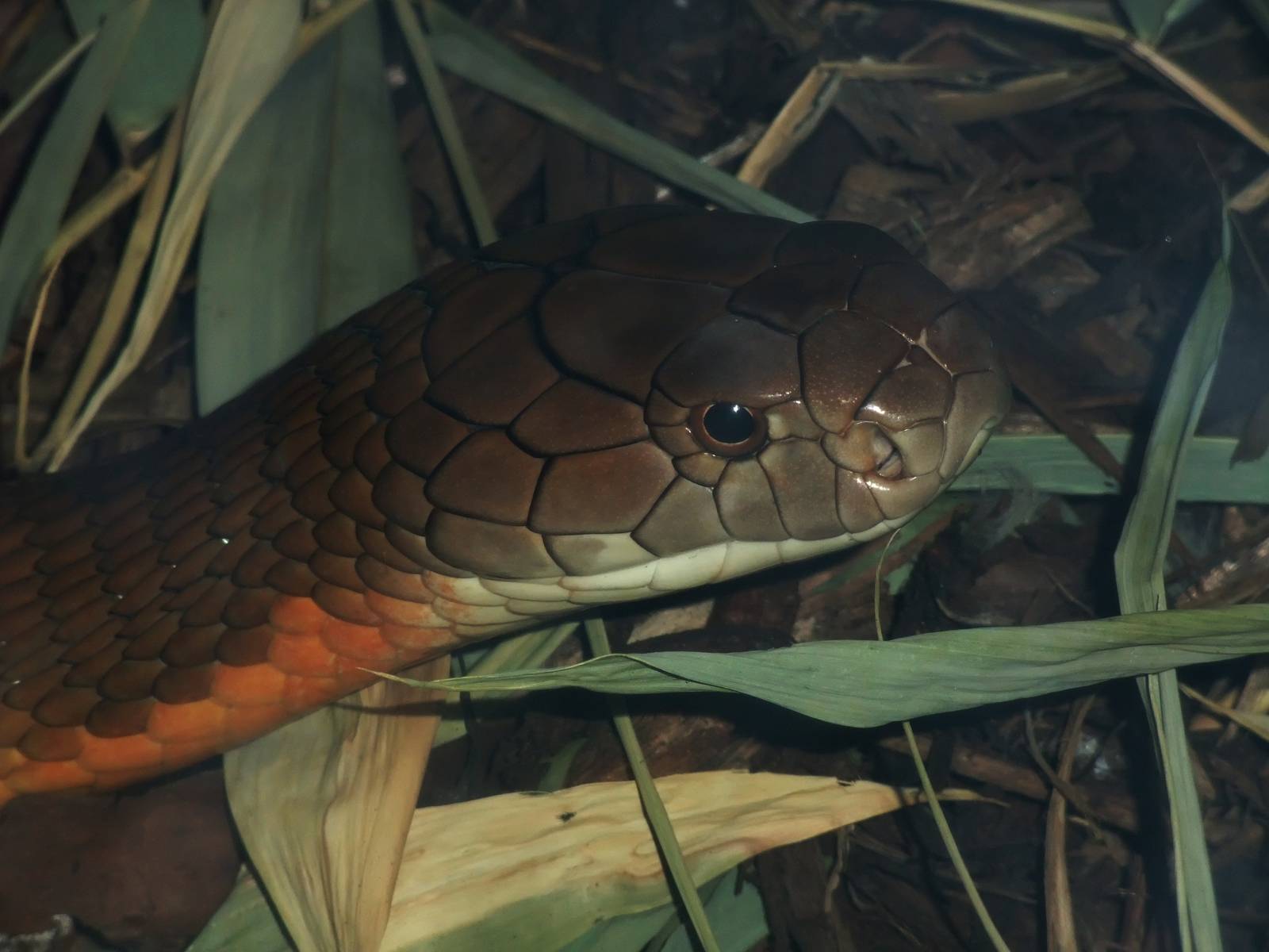 King Cobra at London, 16/11/11