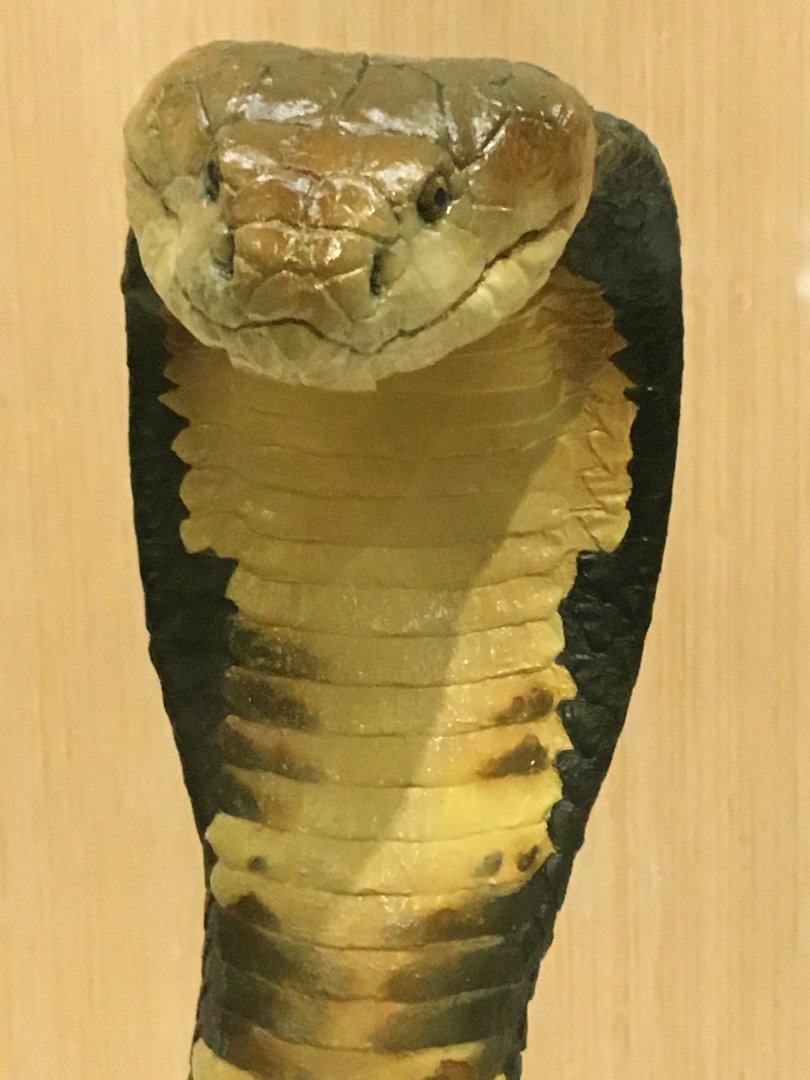 King Cobra Closeup