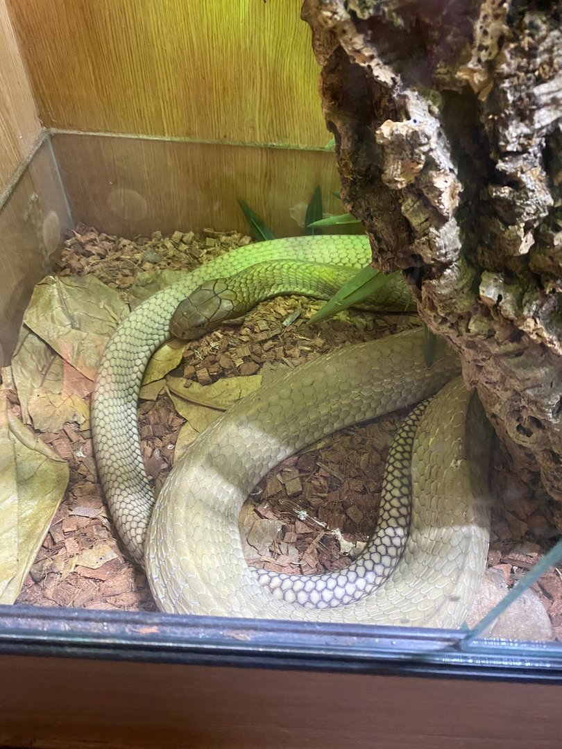 King cobra (Crocs R Us, Bristol) 040923