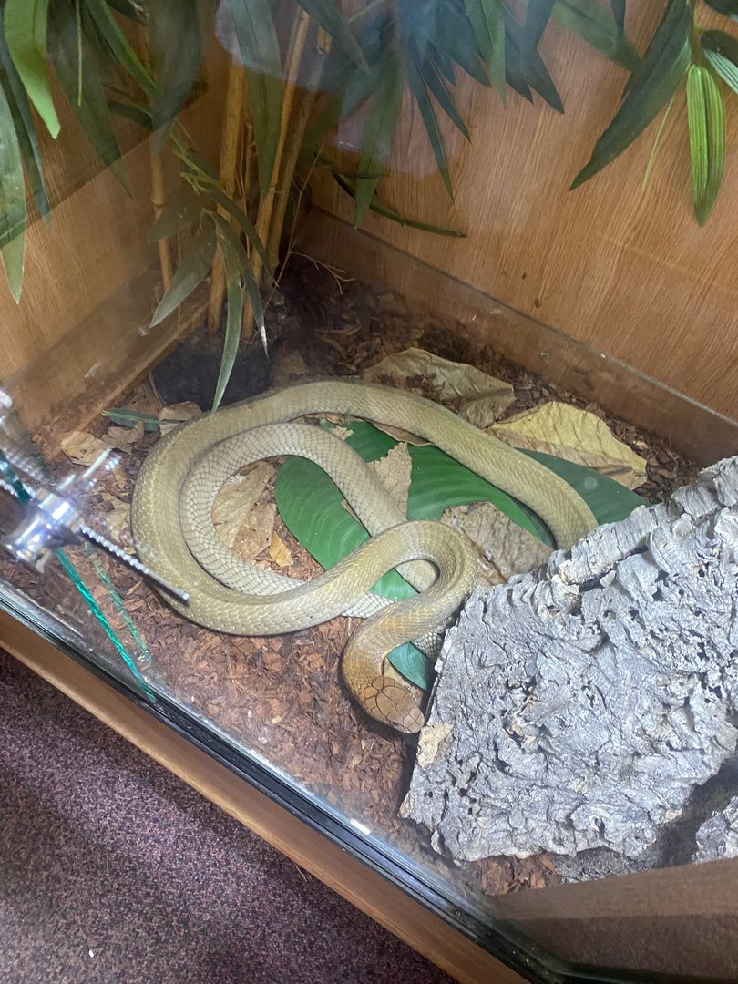 King cobra (Crocs R Us, Bristol) 040923