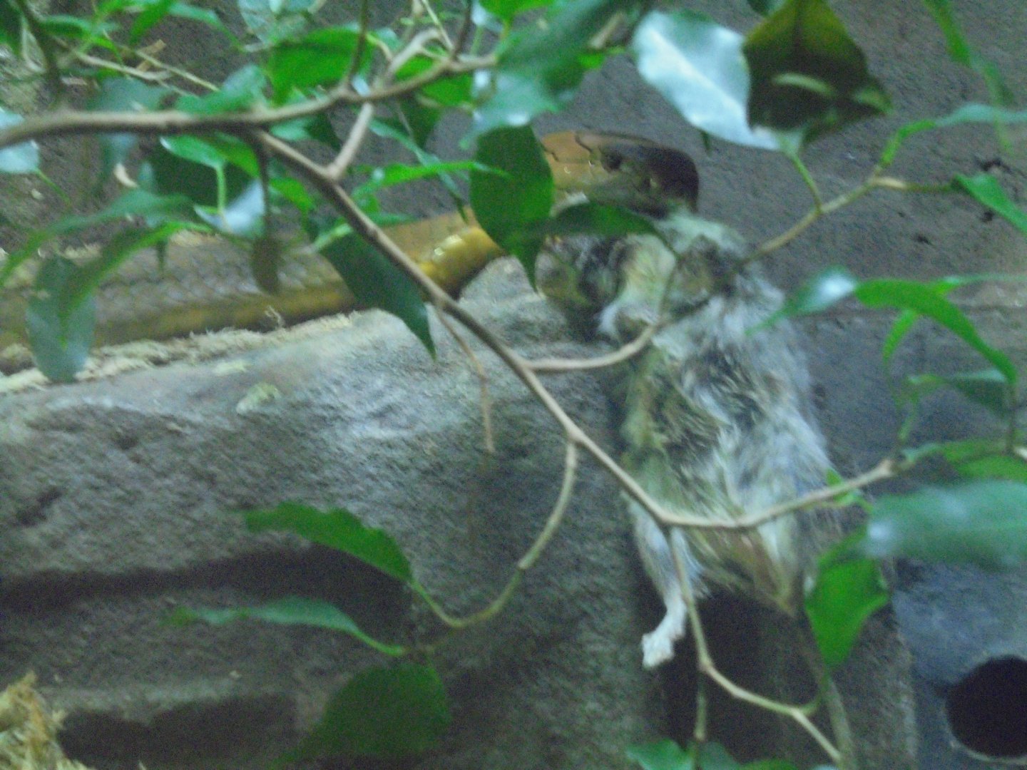 King Cobra Dinnertime.