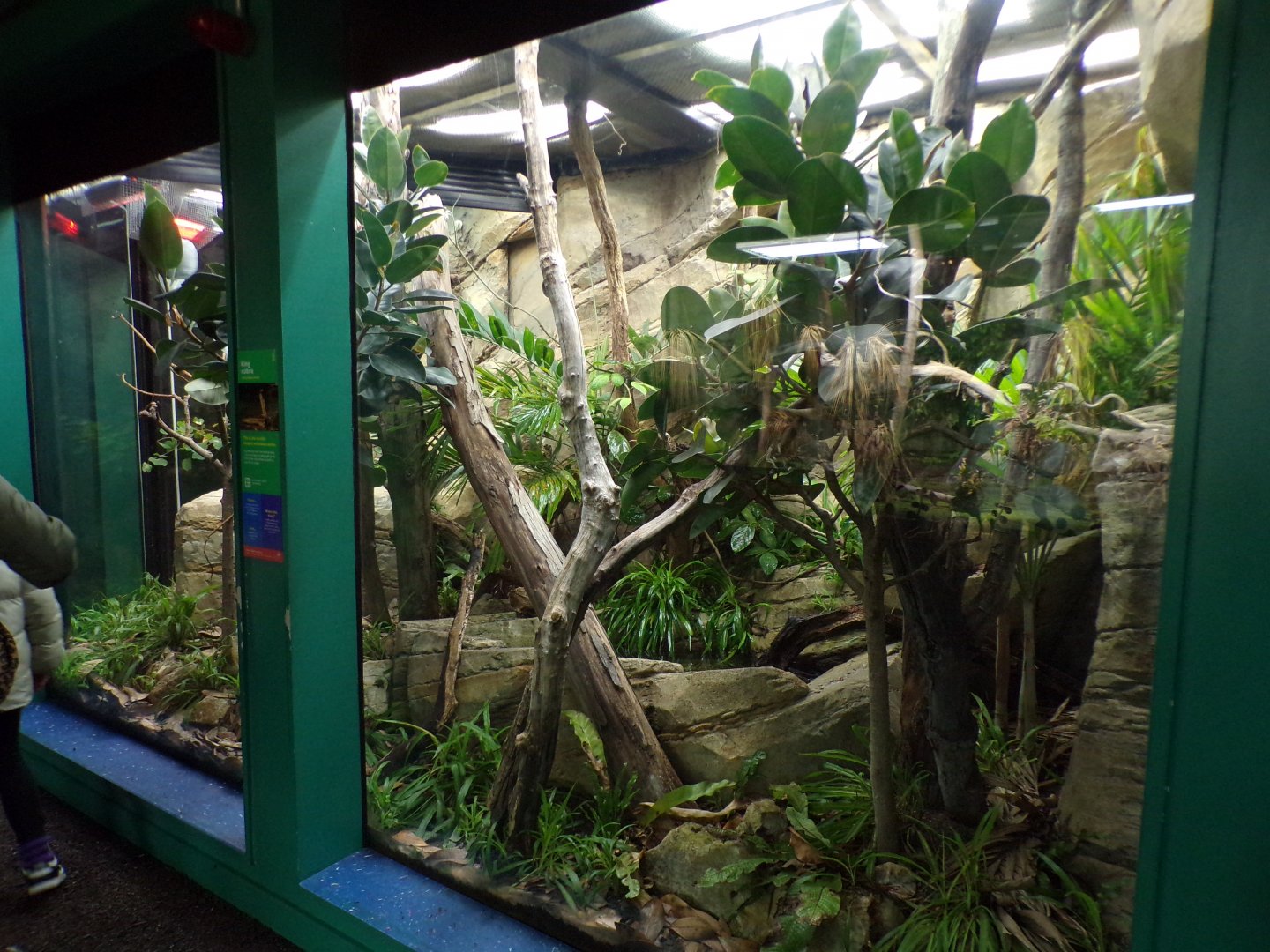 King cobra enclosure 11.2.25