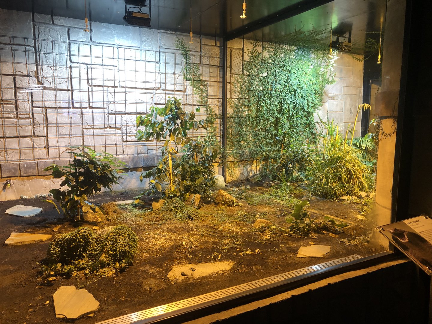 King Cobra Enclosure at Aqua Vega