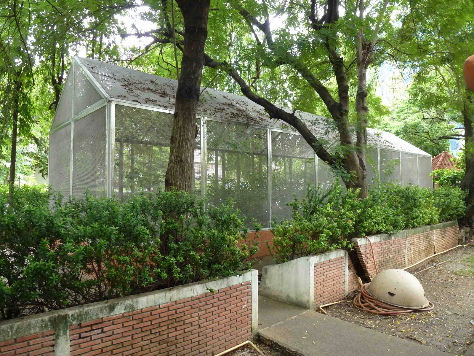 King cobra enclosure, June 2013.